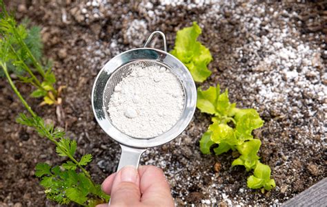 Diatomaceous Earth: Zastosowania w filtrowaniu i izolacji termicznej!